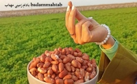 بادام زمینی مهتاب badammahtab