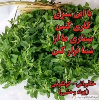 خرید عرق کاکوتی