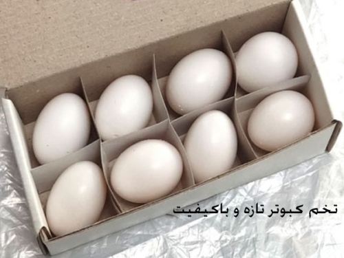 تخم کبوتر درمان تکلم کودکان