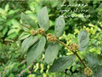 شیره فرفیون (شیرسگ)